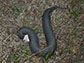 cottonmouth snake with mouth open showing signature white mouth
