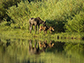 a cow moose and twin calves near Louis Lake