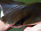 Cownose ray