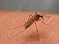 a mosquito