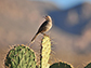 curve-billed thrasher