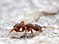 a Cyphomyrmex ant