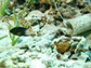 tagged bicolor damselfish