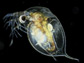 Daphnia with mild defensive neckteeth