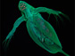 daphnia pulex