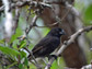 male ground finch