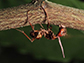 a dead ant clings to a twig