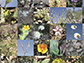 species of desert annuals in bloom