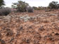 mature soil crust from the Colorado Plateau