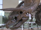 screen shot of a dinosaur skeleton