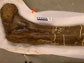 Photo of fossil femur