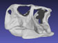 a 3-D scan of Lujiatun psittacosaur skull