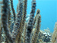 diseased coral