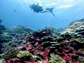 a diver swims in the reef off Millenium Island