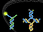 probe and target complexes at different stages