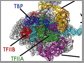 initial stages of DNA transcription