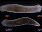 flatworms regenerated as double-headed