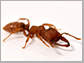 Dracula ant, Mystrium camillae