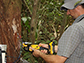 Mario Bretfeld uses a sensor to assess water flow in a tree