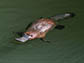 a duck-bill platypus