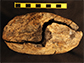 Rock nodule containing the Dwyka fossil