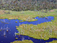 a swamp to marsh transition near Houma, Louisiana