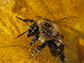 an eastern bumblebee laden with pollen
