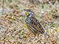 Eastern Meadowlark