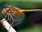 a dragonfly