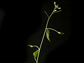 Arabidopsis plant