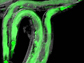 Germline-less C. elegans nematodes