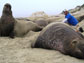 Michael Tift with elephant seals