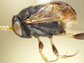 ensign wasps from Sub-Saharan Africa