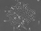 embryonic stem cell