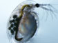 Female Daphnia pulex