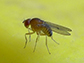a fruit fly on a compost pile