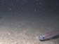 a fish swims through Antarctic water