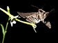 hawk moth on natural flower
