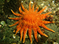 sunflower sea star