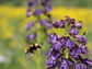 a bee approaching a flower