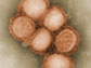 H1N1 flu viruses