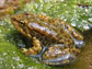 a mountain yellow-legged frog