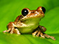 a tree frog on backlit green leaf