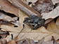 frog sitting on leaves