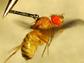 fruit fly and pin