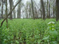 garlic mustard invasion