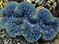 giant clam