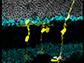 Glia cells and neurons in the retina