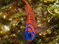 blue-banded goby