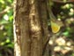 Jamaican gray anole lizard